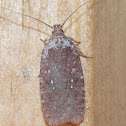 Clemens' Agonopterix