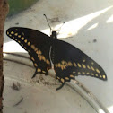 Eastern Black Swallowtail