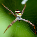 St Andrew's Cross Spider