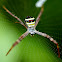 St Andrew's Cross Spider