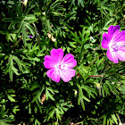  Bloody Cranesbill