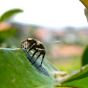 Jumping spider