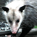 Virginia Opossum