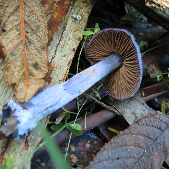 Spotting Image 1