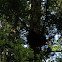 Nest