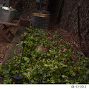 cottontail rabbit