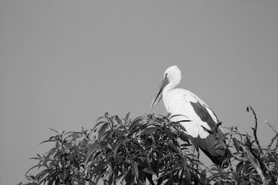 Spotting Image 1