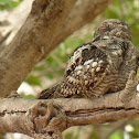 Indian nightjar