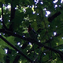 Rose-Breasted Grosbeak