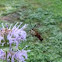 Clearwing hummingbird moth