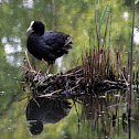 Eurasian Coot