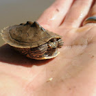 Ouachita map turtle (hatchling)