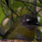 Common Bush-Tanager