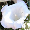 Sacred Datura