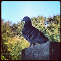 Rock Pigeon