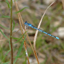Northern Bluet