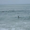 Cormorant