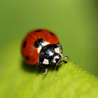 Seven-spotted Ladybeetle