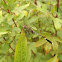 Slender Skimmer