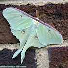 Luna Moth
