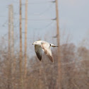 Ring-billed Gull