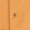 Barn Spider