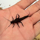 Giant stonefly