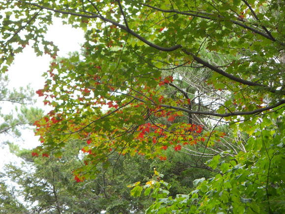 Spotting Image 1