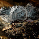 Grey Swiftlet Chicks