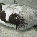 Masker kogelvis, Arothron diadematus
