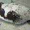 Masker kogelvis, Arothron diadematus