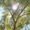 Tipu tree