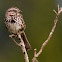 Song Sparrow