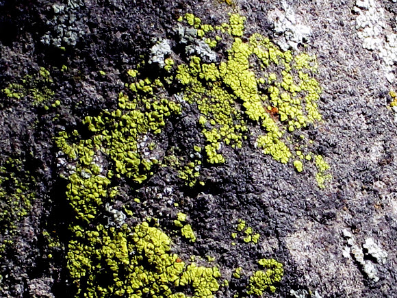 Spotting Image 1