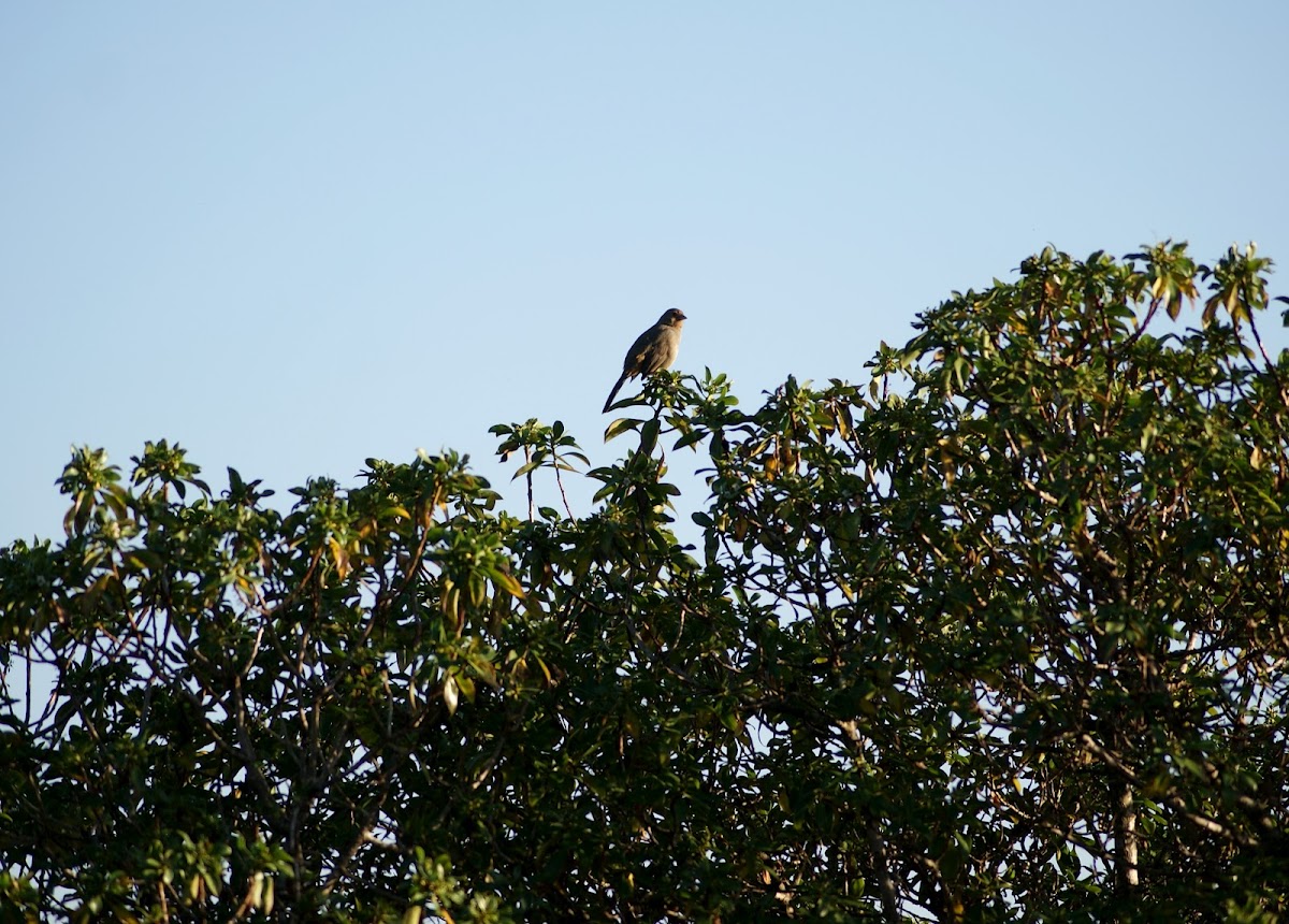 California towhee