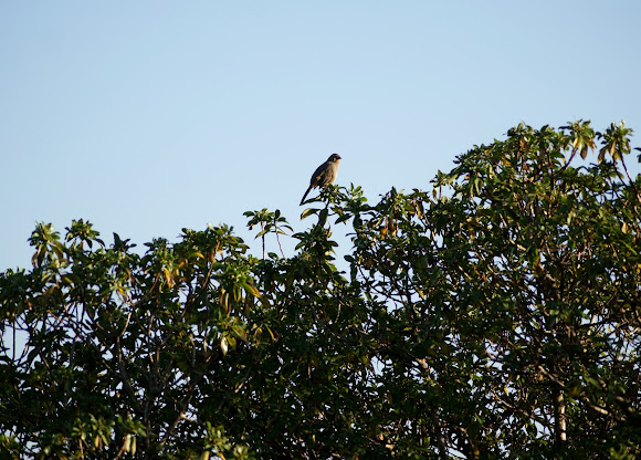 Spotting Image 1