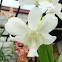Orchid