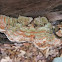 The Gilled Polypore mushroom