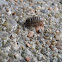 Roly Poly or Pillbug