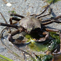 Northern Kelp Crab