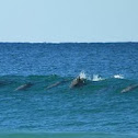 Dolphins