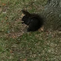 Grey squirrel a