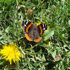 Red Admiral Butterfly