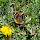 Milne Park Wildlife Sightings