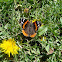 Red Admiral Butterfly