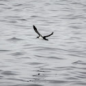 Manx Shearwater