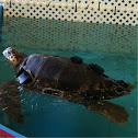 Loggerhead sea turtle
