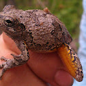 Gray treefrog