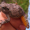 Gray treefrog