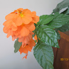 Firecracker Crossandra